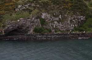 HARINGTON-POINT-DUNEDIN (33)